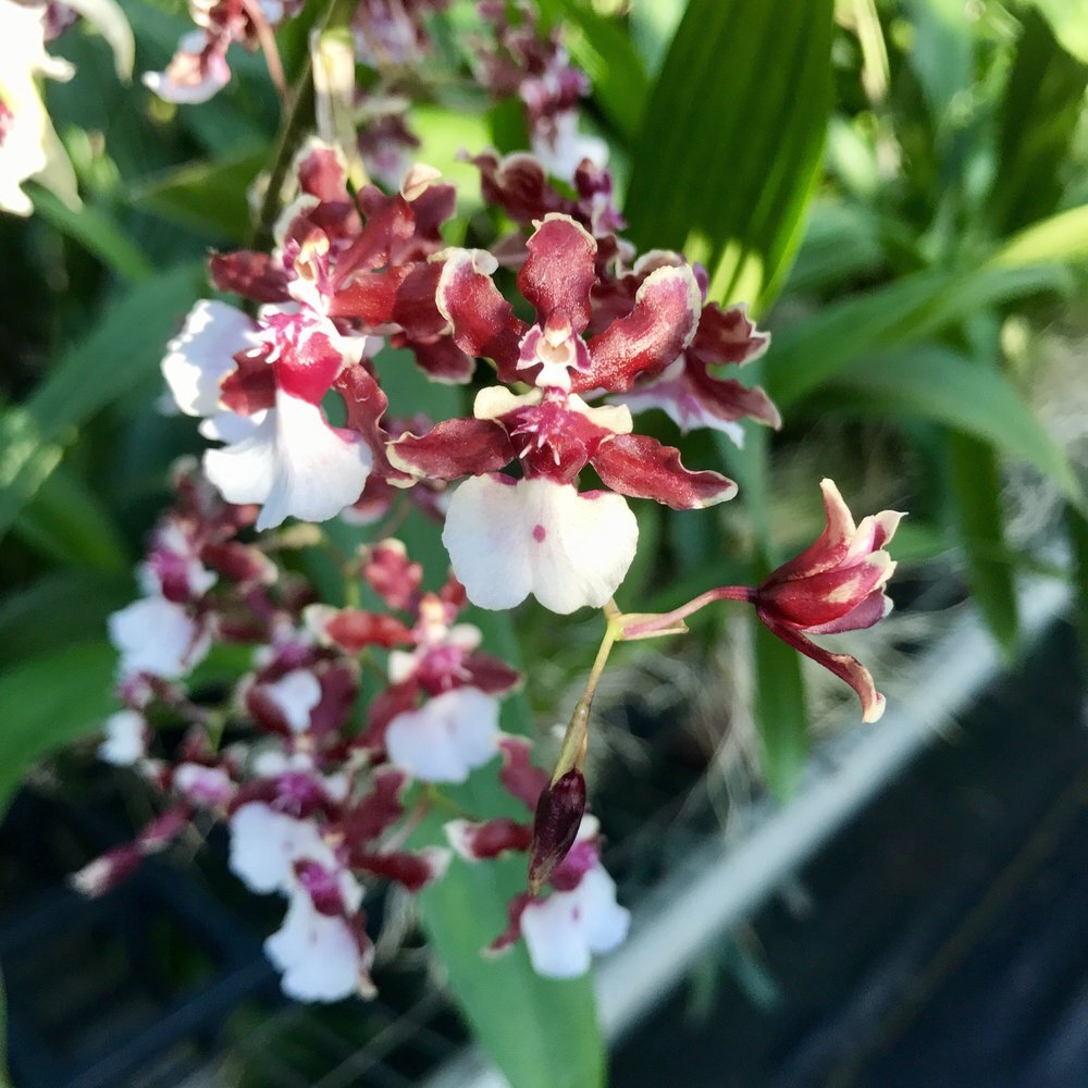 Oncidium Sharry Baby "Sweet Fragrance" Orchid (not in bloom). Super popular! Sweet chocolate fragrant blooms up to twice a year!