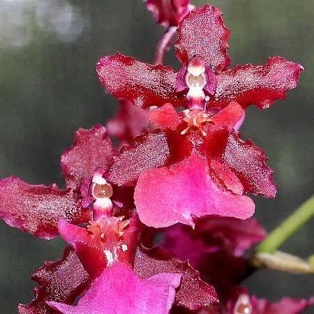 Oncidium Sharry Baby 'Red Fantasy' Orchid. Known for its amazing red chocolate fragrant blooms (sold with no blooms)
