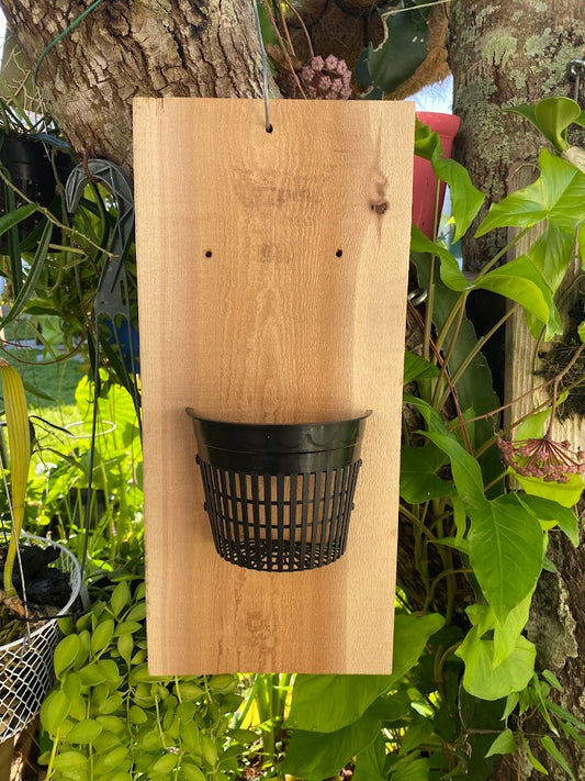 Handmade indoor/outdoor Orchid mount kit on a cedar shingle with a 5-inch mesh pot.