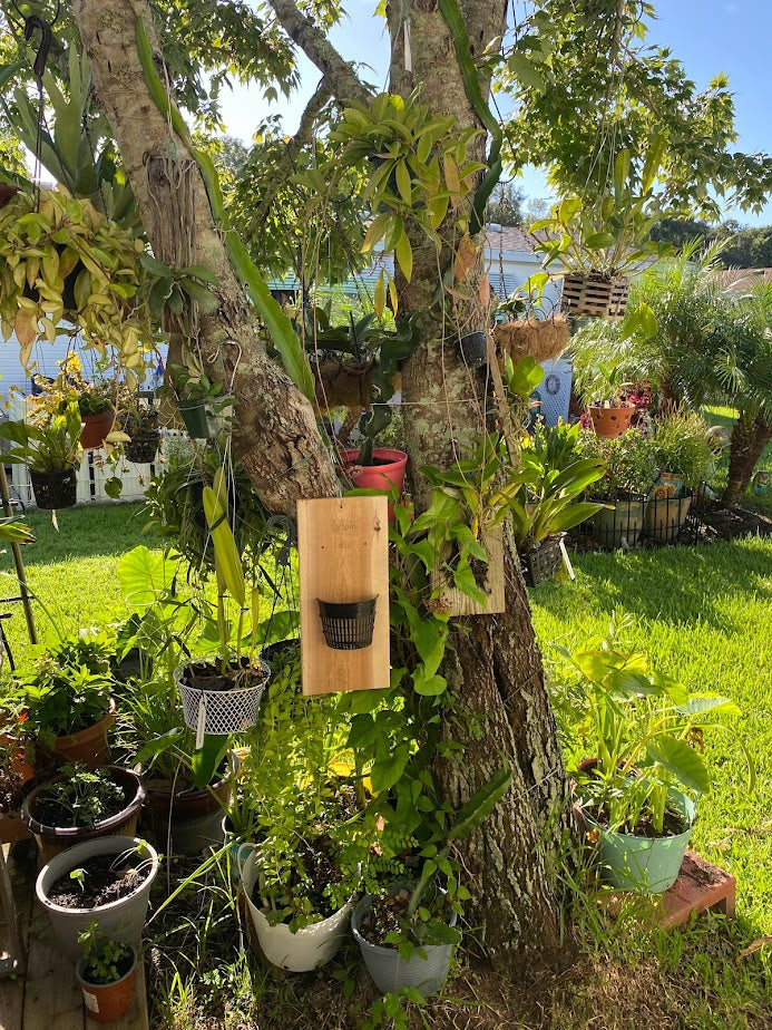 Handmade indoor/outdoor Orchid mount kit on a cedar shingle with a 5-inch mesh pot.