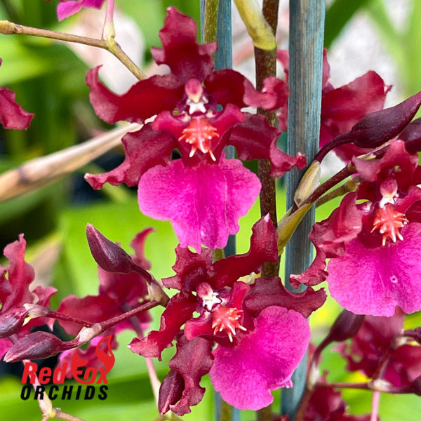 Oncidium Sharry Baby 'Red Fantasy' Orchid. Known for its amazing red chocolate fragrant blooms (sold with no blooms)