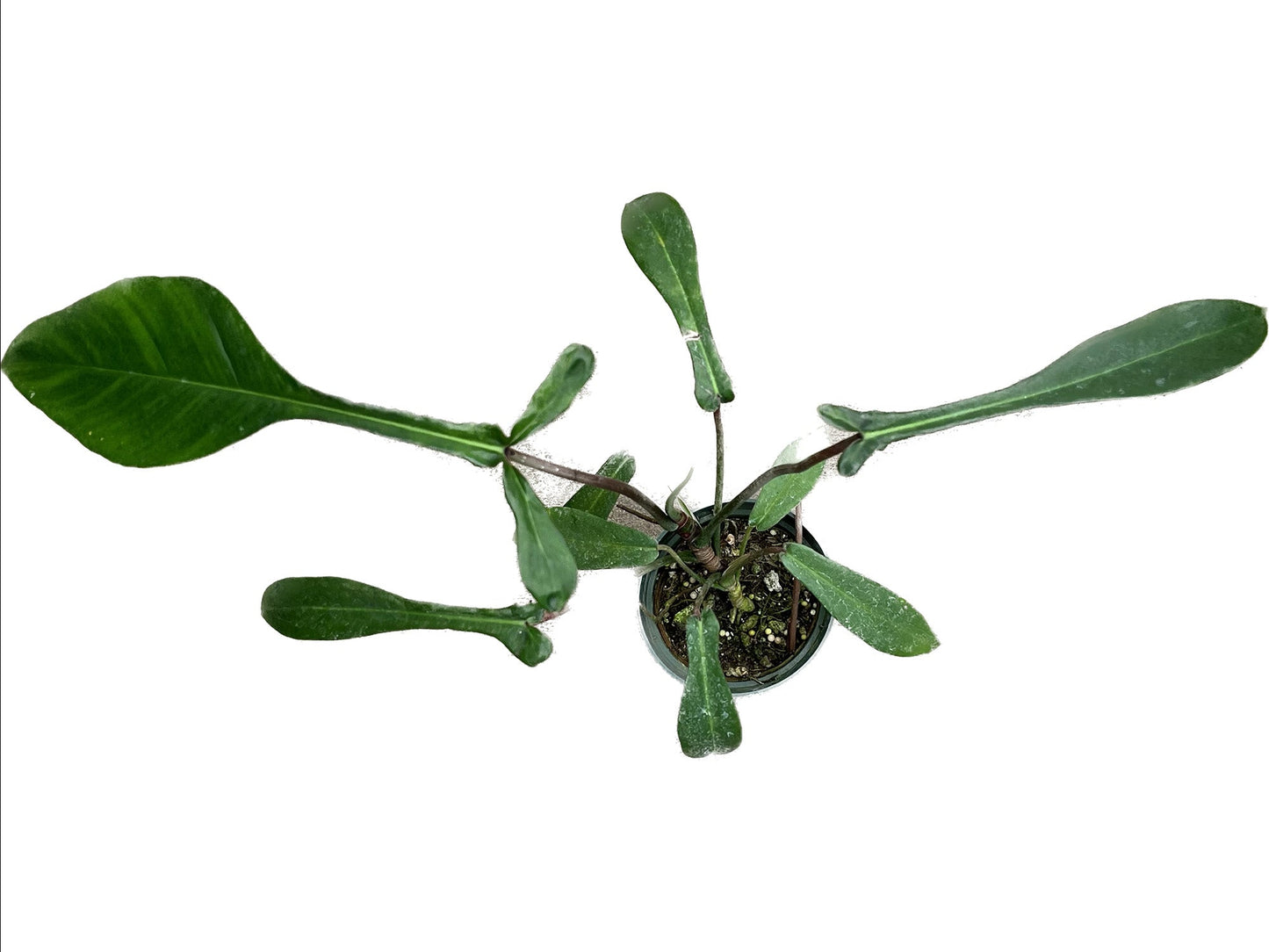 Philodendron x joepii