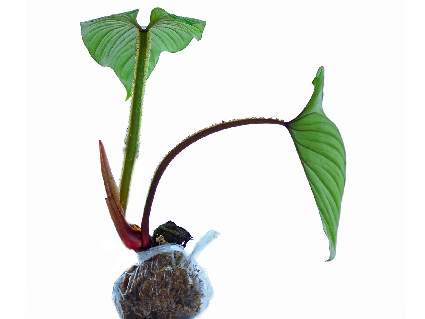 Philodendron plowmanii (seedling)