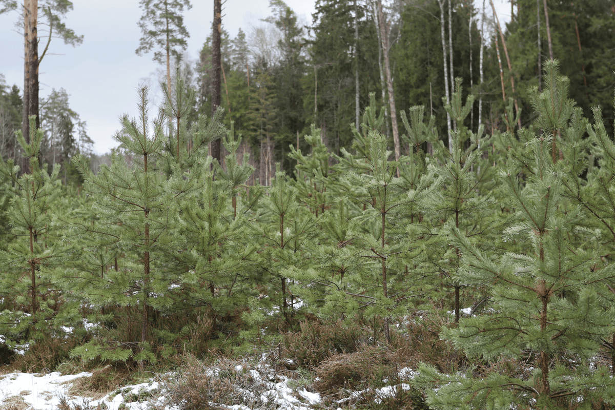 Planta un árbol para alguien en Tennessee - Árboles conmemorativos y de homenaje