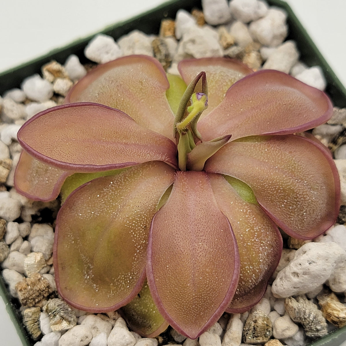 Pinguicula emarginata x hemiepiphytica