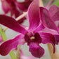 Dendrobium Hawaiian Punch Orchid in a 4 inch pot! An easy care Dendrobium Orchid with an amazing long lasting bloom!