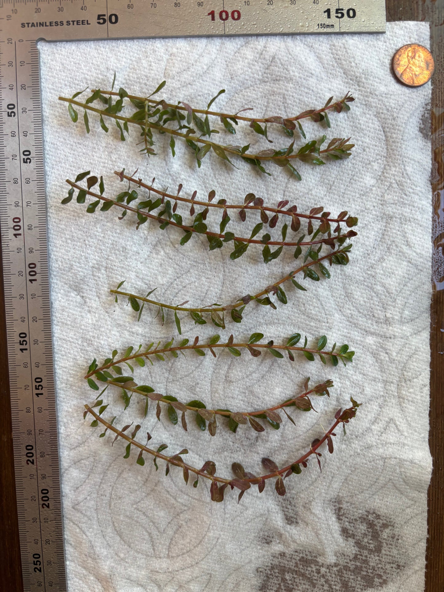 Rotala Rotundifolia "Red" (8 stems)