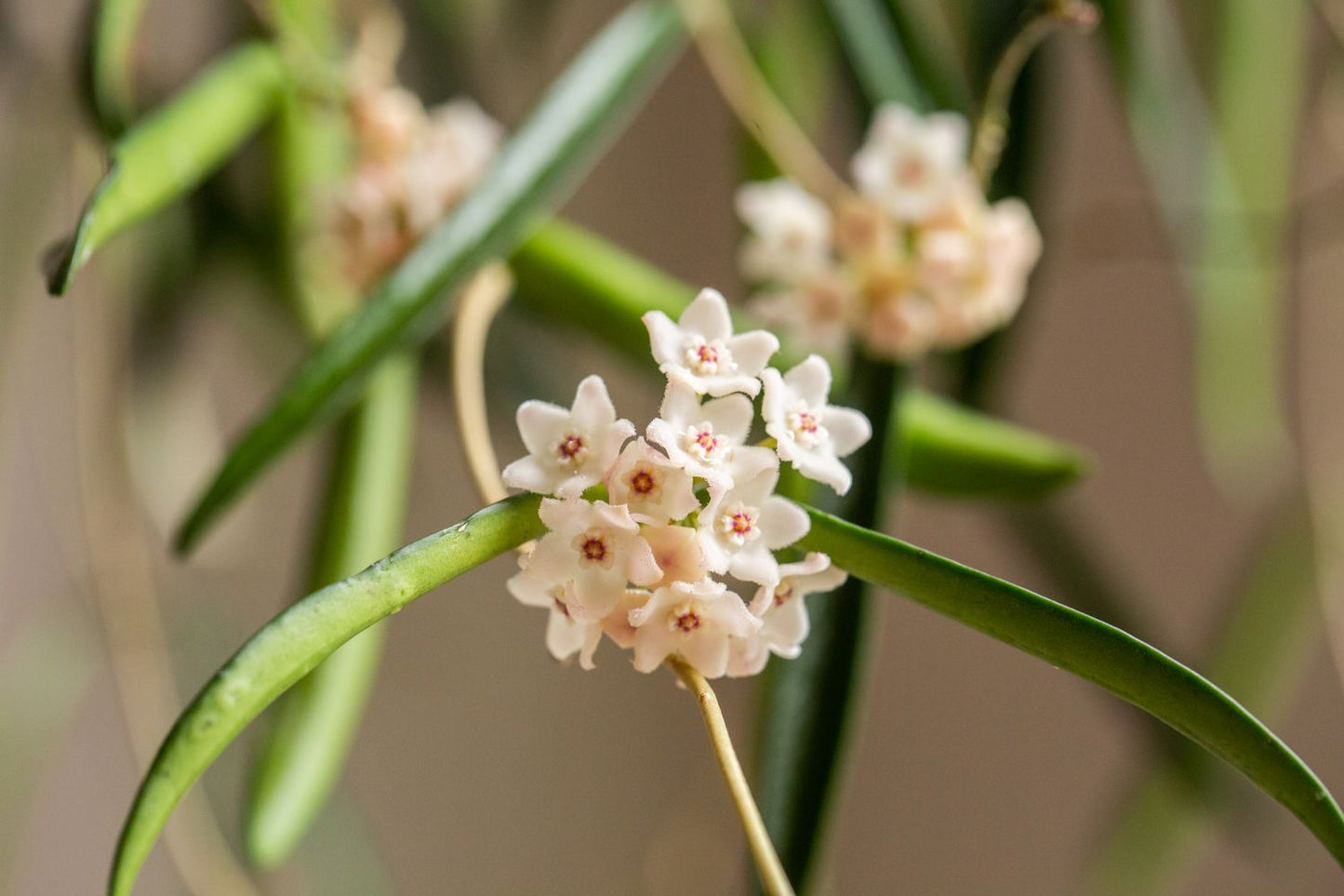 Hoya Shepherdii (not in bloom) also lovingly known as the string bean plant, for its waxy, green bean shaped leaves. Like other Hoyas, this plant will enjoy bright dappled light and high humidity. Blooms are small and pink and appear in spherical clusters.