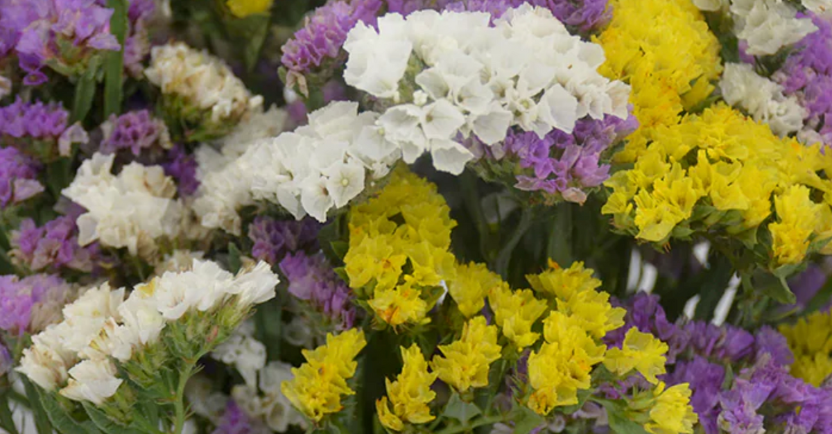 Good Vibes (Statice Floral) Atado de salvia blanca para sahumar (4 pulg.)