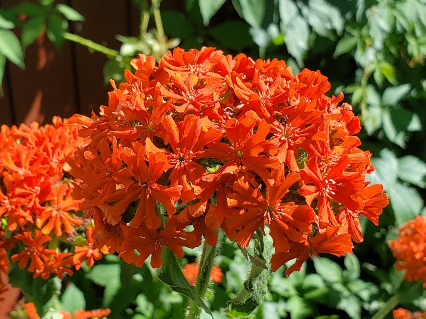 300 MALTESE CROSS Jerusalem Cross Lychnis Chalcedonica Campion Silene Flower Seeds