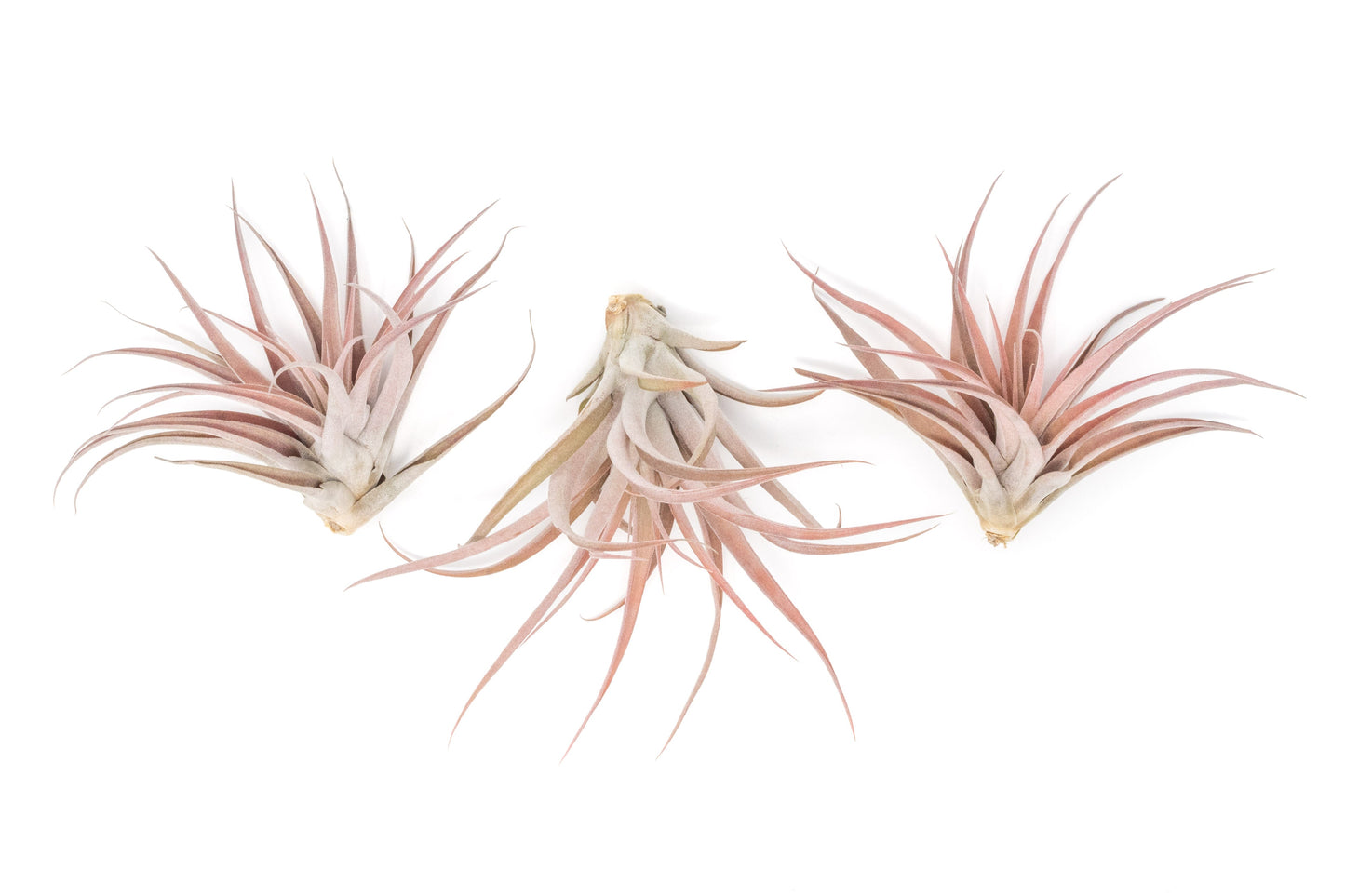 SALE - XL Tillandsia Capitata Peach - Set of 5, 10, or 20 Air Plants - 50% Off