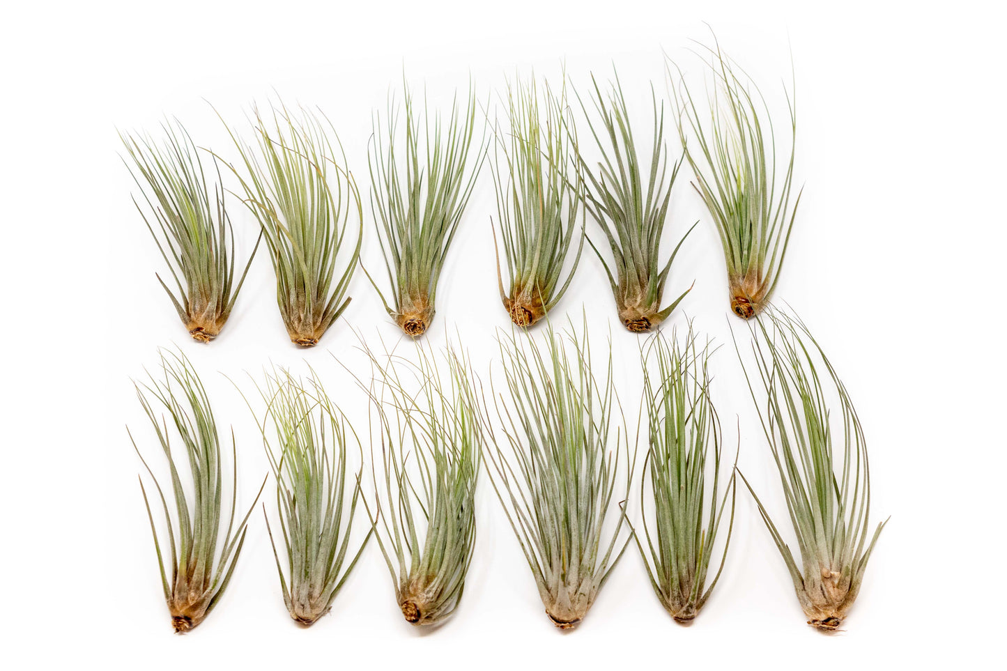 Large Tillandsia Juncea Air Plants / 8-12 Inch Plants