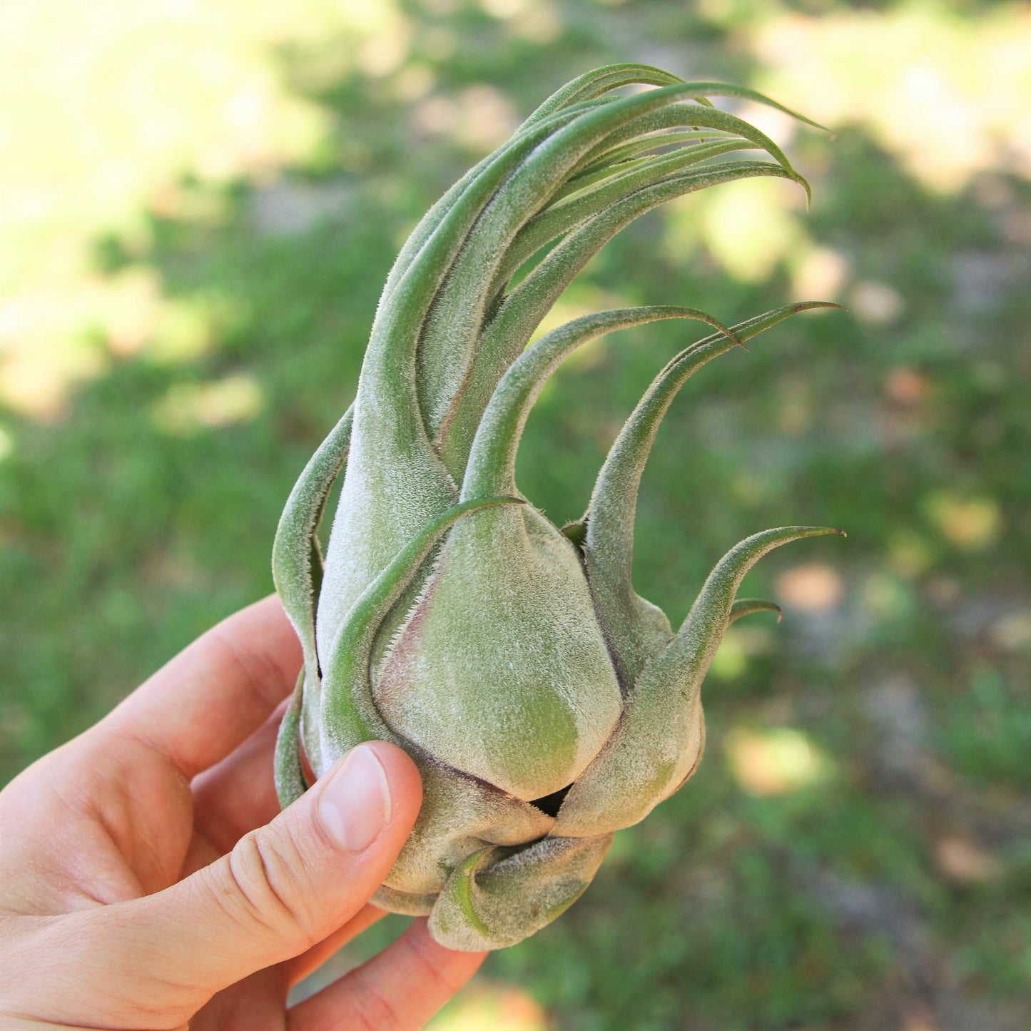 SALE - Tillandsia Seleriana Air Plants