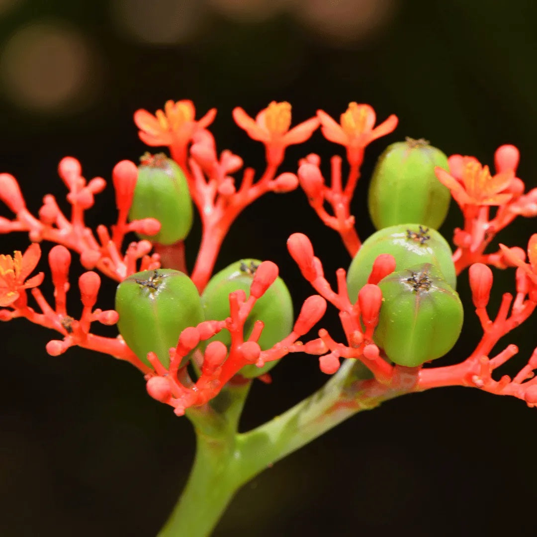 Buddha Belly Bush - Jatropha podagrica - very hard to find and very limited supply! Tough little bugger that grows a big belly! She loves the sun!