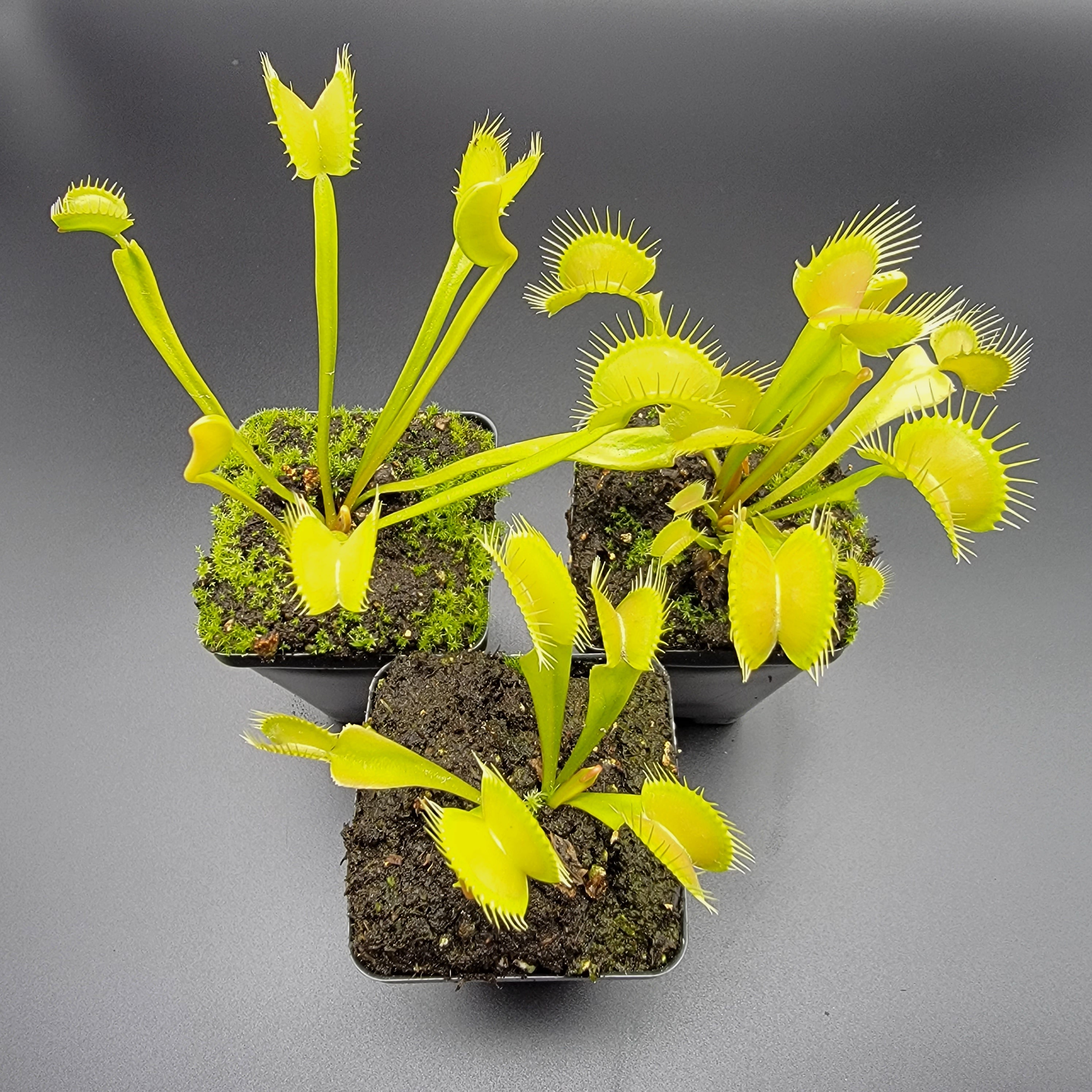 Venus flytrap (Dionaea muscipula) 'Big Mouth' x 'B52' – Orchid