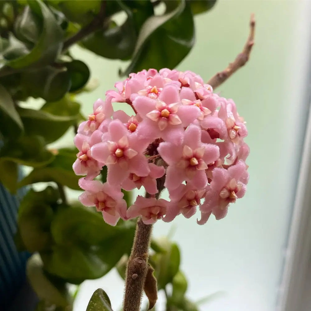 Hoya Rosita is a rare, hybrid flowering plant that's part of the Hoya family. It's a cross between Hoya Wayetii and Hoya Tsangii.   