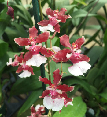 Oncidium Sharry Baby "Sweet Fragrance" Orchid (not in bloom). Super popular! Sweet chocolate fragrant blooms up to twice a year!
