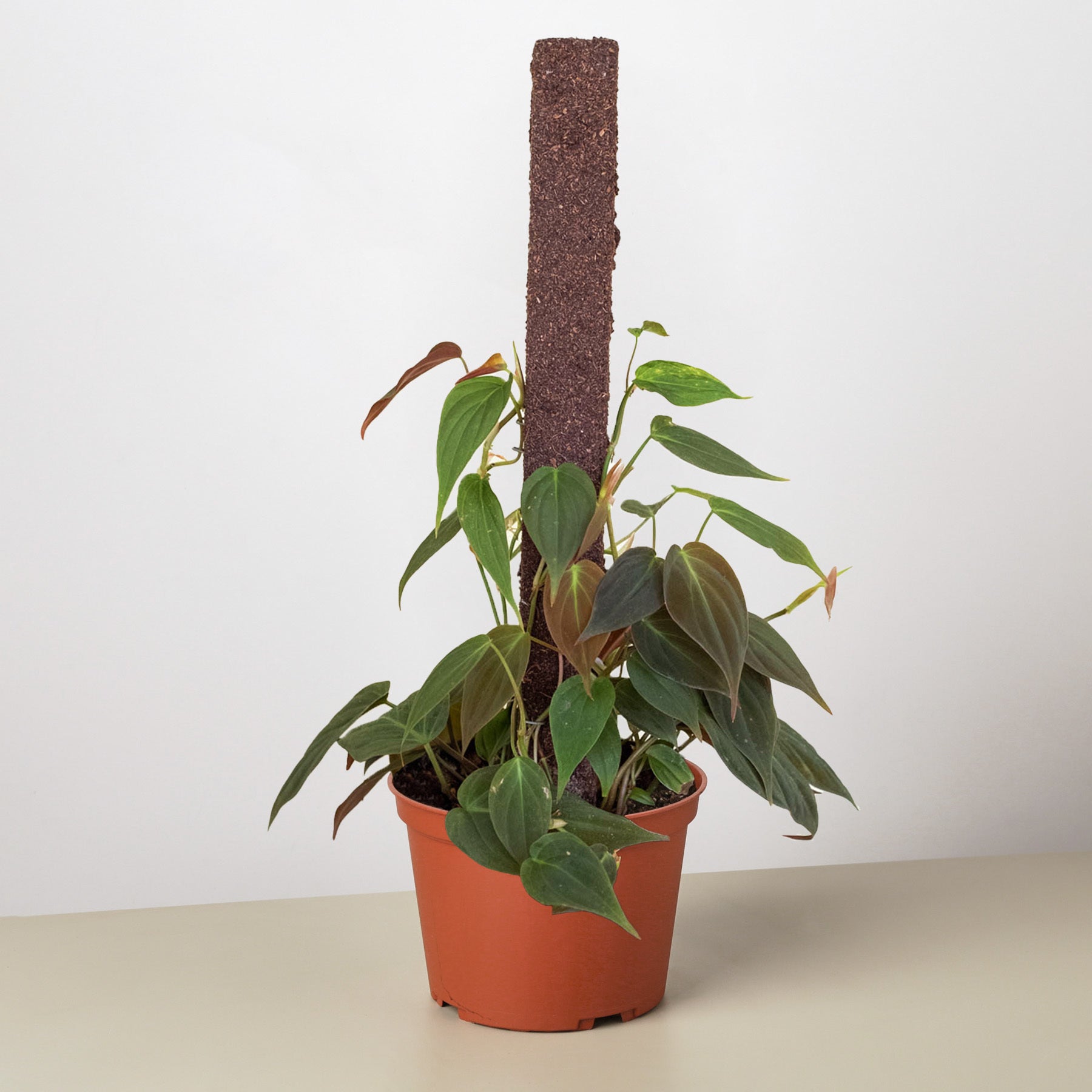Philodendron 'Velvet' I This type of philodendron plant has velvet-textured heart-shaped leaves