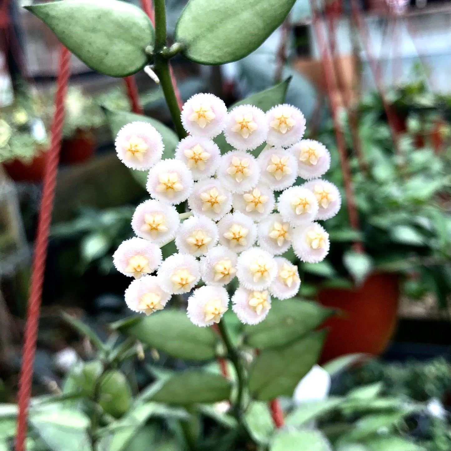 Hoya Lacunosa, known as the Cinnamon Hoya, features distinctive lacunose leaves with sunken veins and small ovate to lanceolate foliage closely spaced along its stems. While the plant you receive will not be in bloom, it is prized for its umbels of 15-25 small, revolute white to cream flowers with silvery hairs and pale yellow to red-rimmed coronas. These blooms emit a subtle, spicy cinnamon fragrance and last 4-5 days. This species adapts its foliage based on growing conditions, making it a fascinating cho