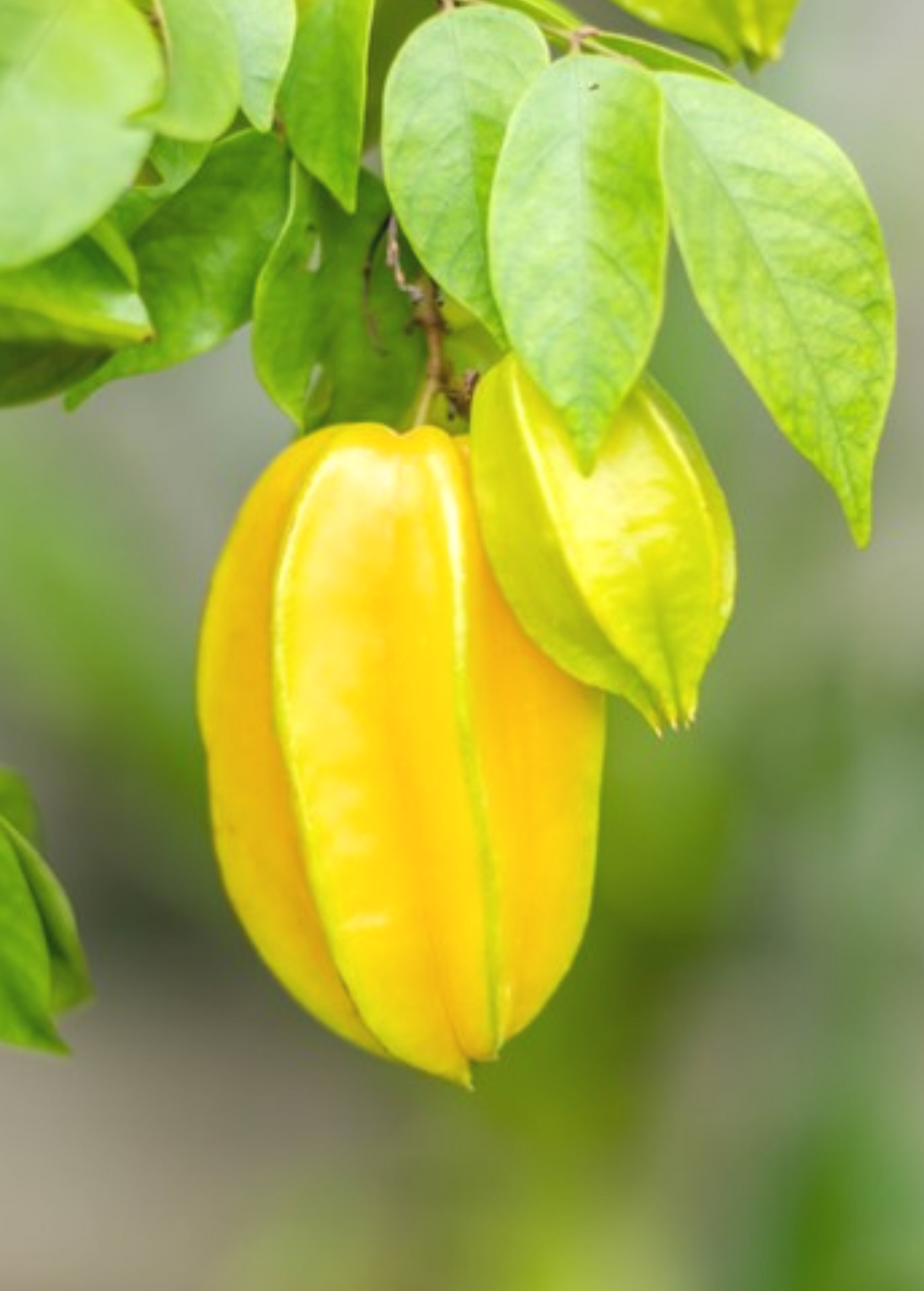 Star Fruit 'Sri Kembangan' (Averrhoa carambola)