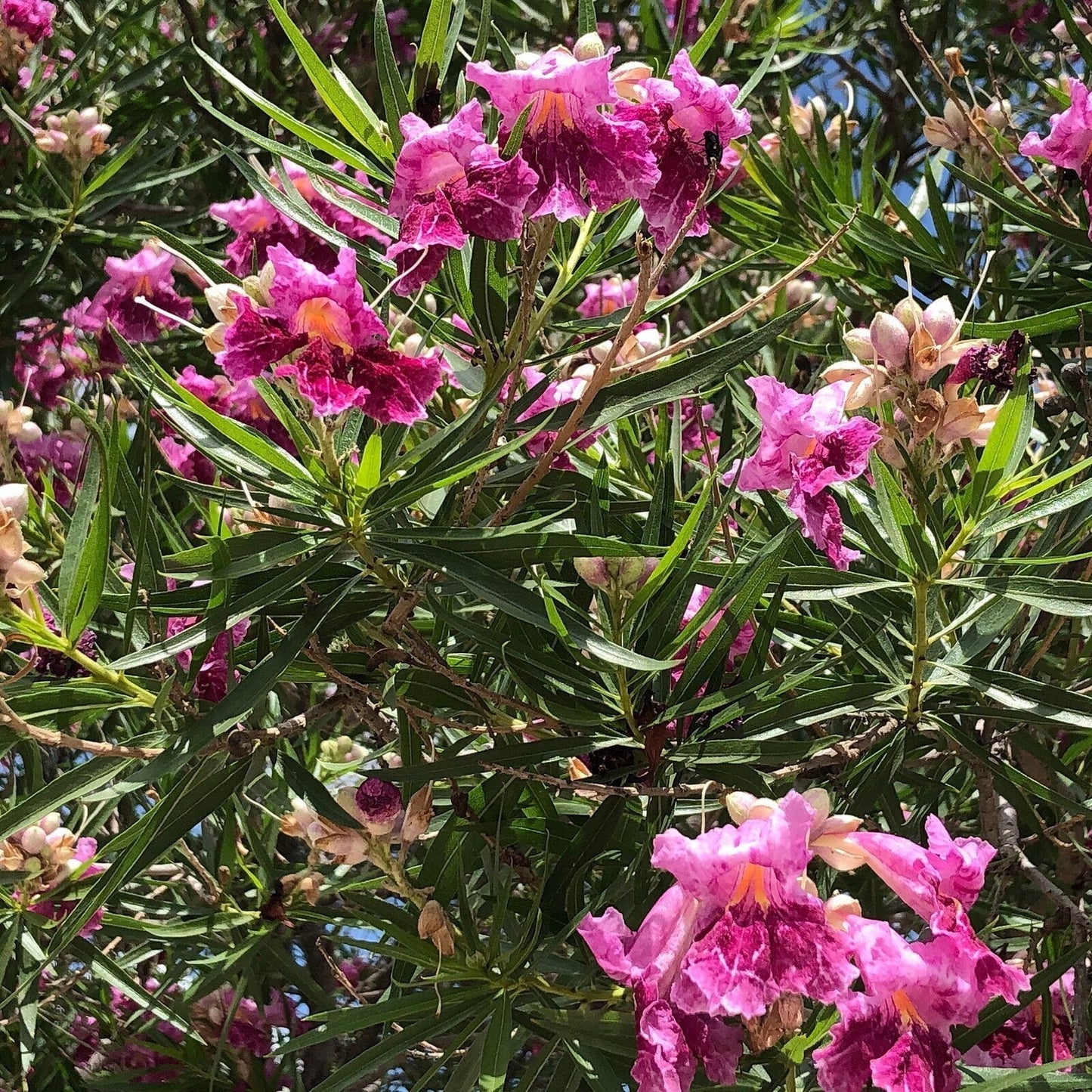 Desert Willow Tree Seeds - Chilopsis Linearis, Large Pink Flowers, Fast Growing