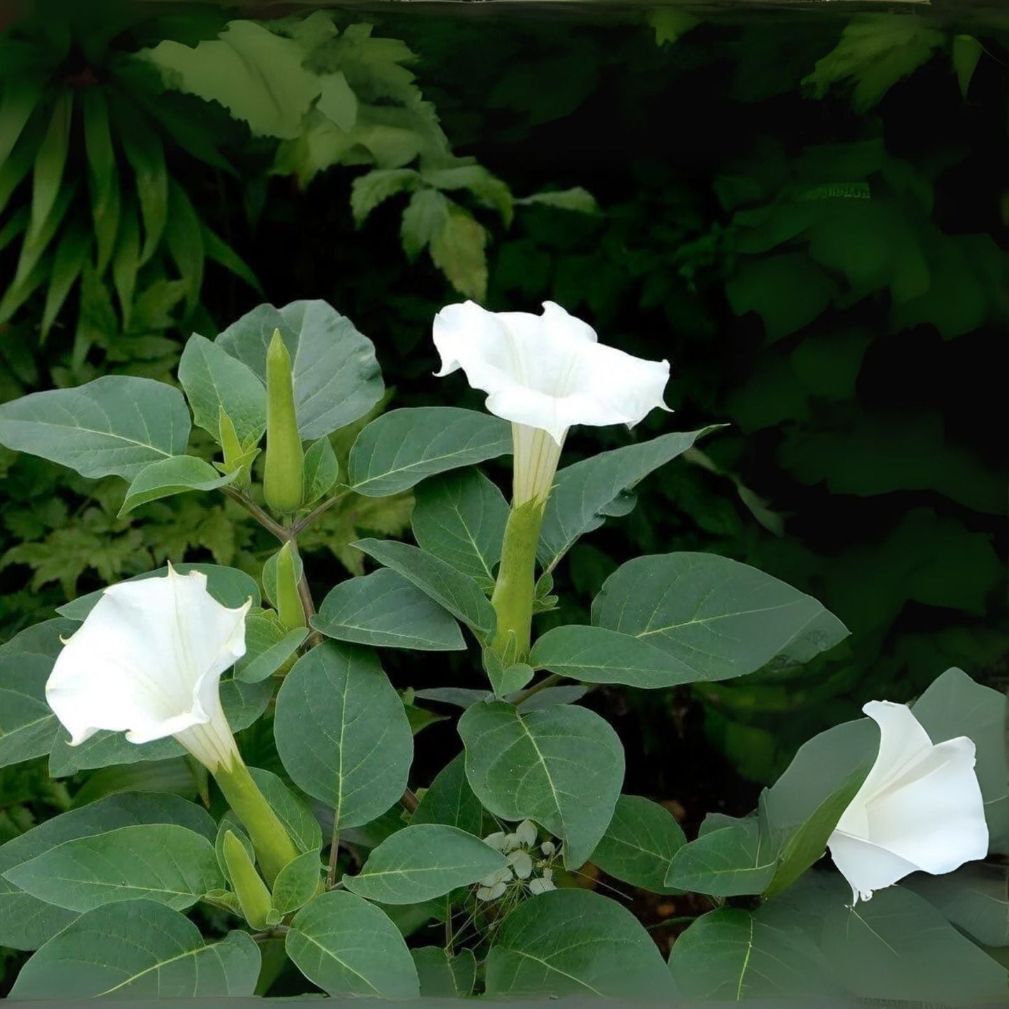 White Trumpet Bush Seeds - 20 Pack - Fragrant White Flowers - Tecoma alata