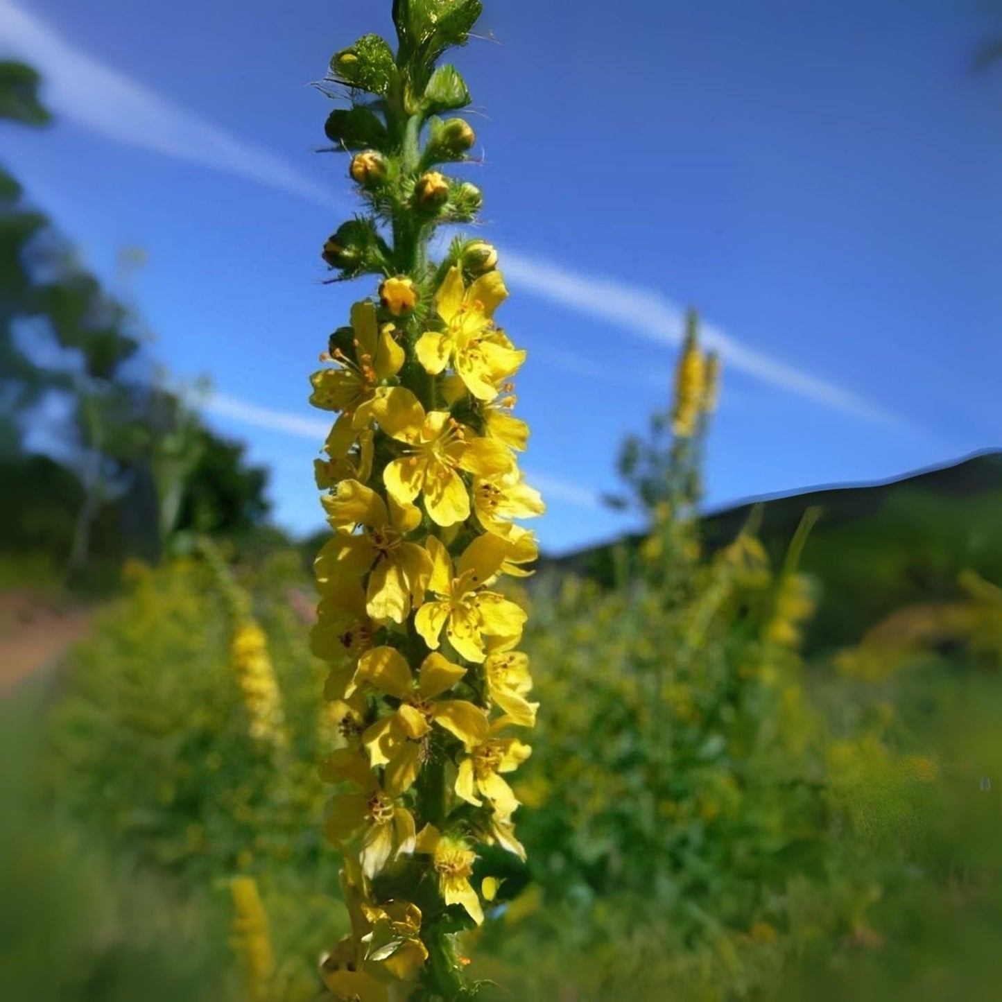 Wildflower Seeds - 100 Pack - Church Steeples - Agrimonia eupatoria
