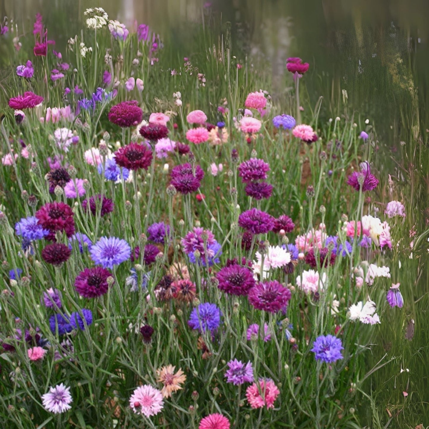 Purple Wildflower Mix - 200+ Seeds - Vibrant Purple Blend of Wildflowers - Native Seed Mix