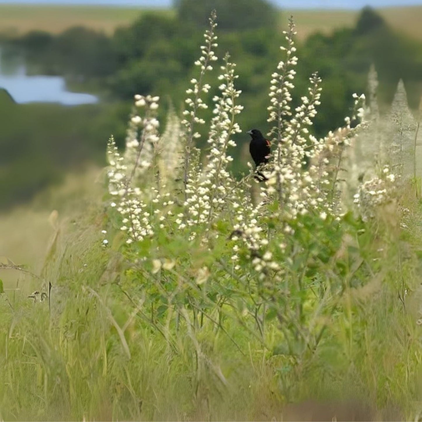 Wild White Indigo Seeds (50 Seeds) - Baptisia alba - Native Perennial Flower Seeds for Planting
