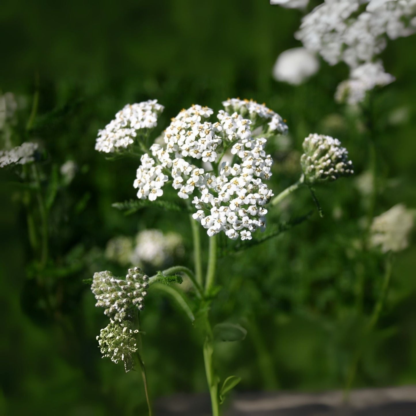 White Yarrow Seeds 1000 Count - Achillea Millefolium - Western Flower for Gardens and Landscaping