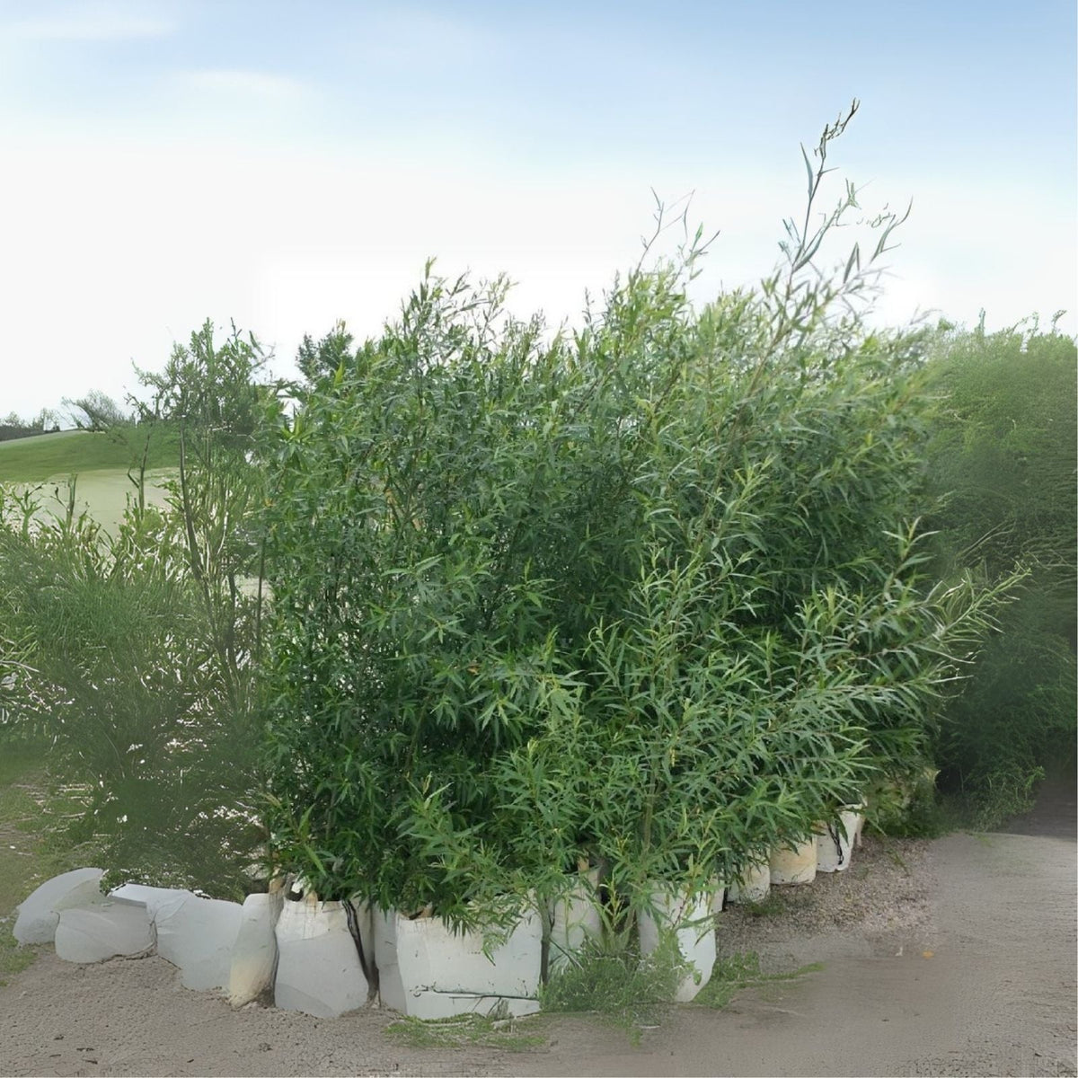 100 esquejes de sauce híbrido australiano - Árbol de rápido crecimiento - Salix x fragilis
