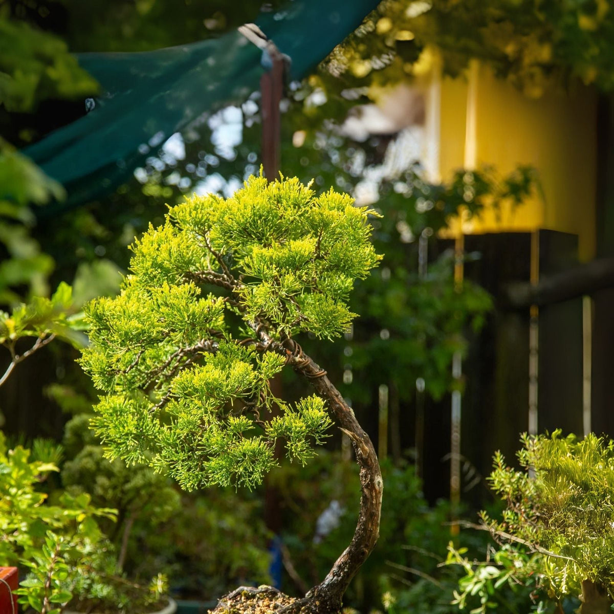 RARE Willow Bonsai Cutting - Live Plant - Salix spp. - Perfect for Bonsai Gardening and Indoor Decor