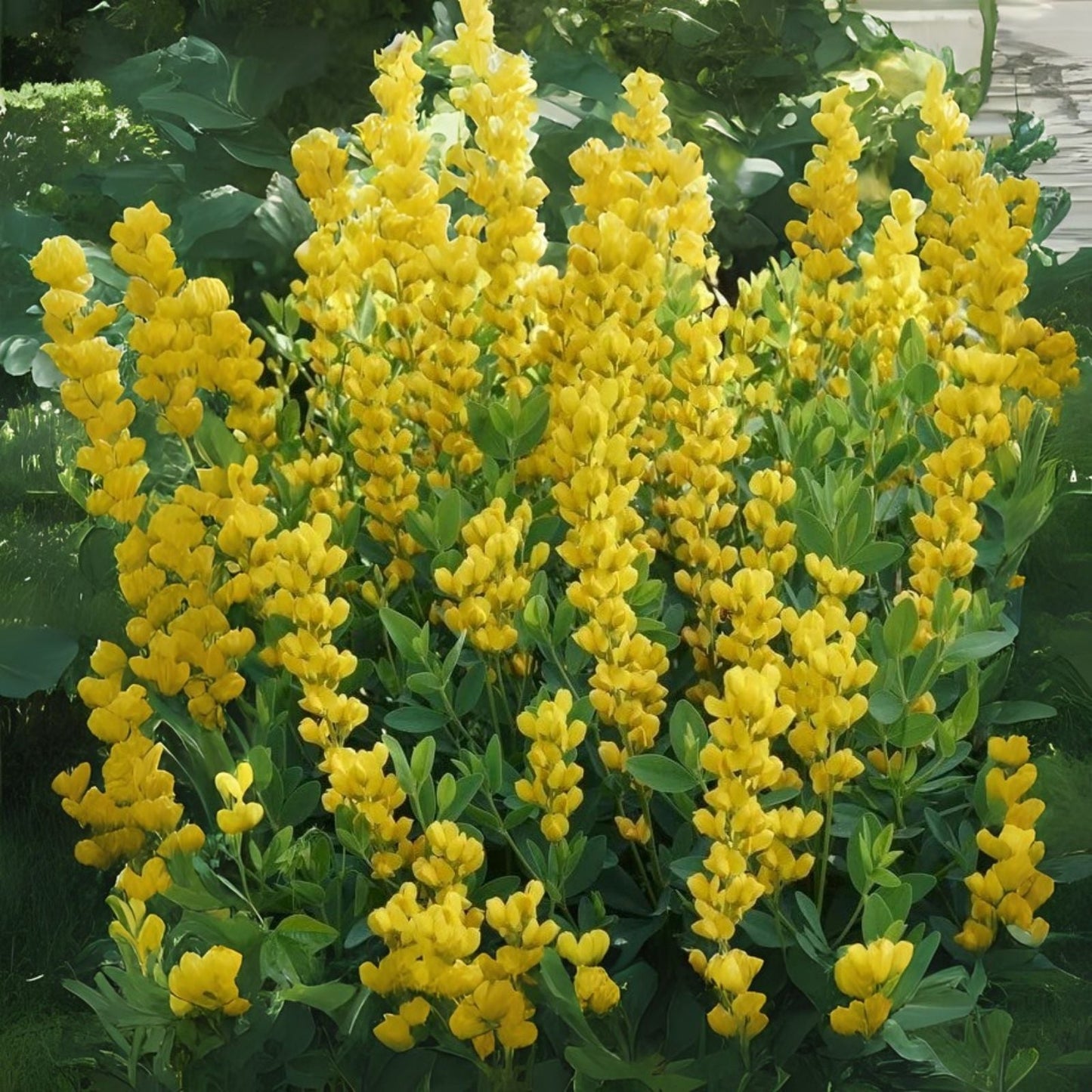Large Yellow Wild Indigo Seeds (50 Seeds) - Baptisia sphaerocarpa - Native Flowering Plant for Garden and Landscaping