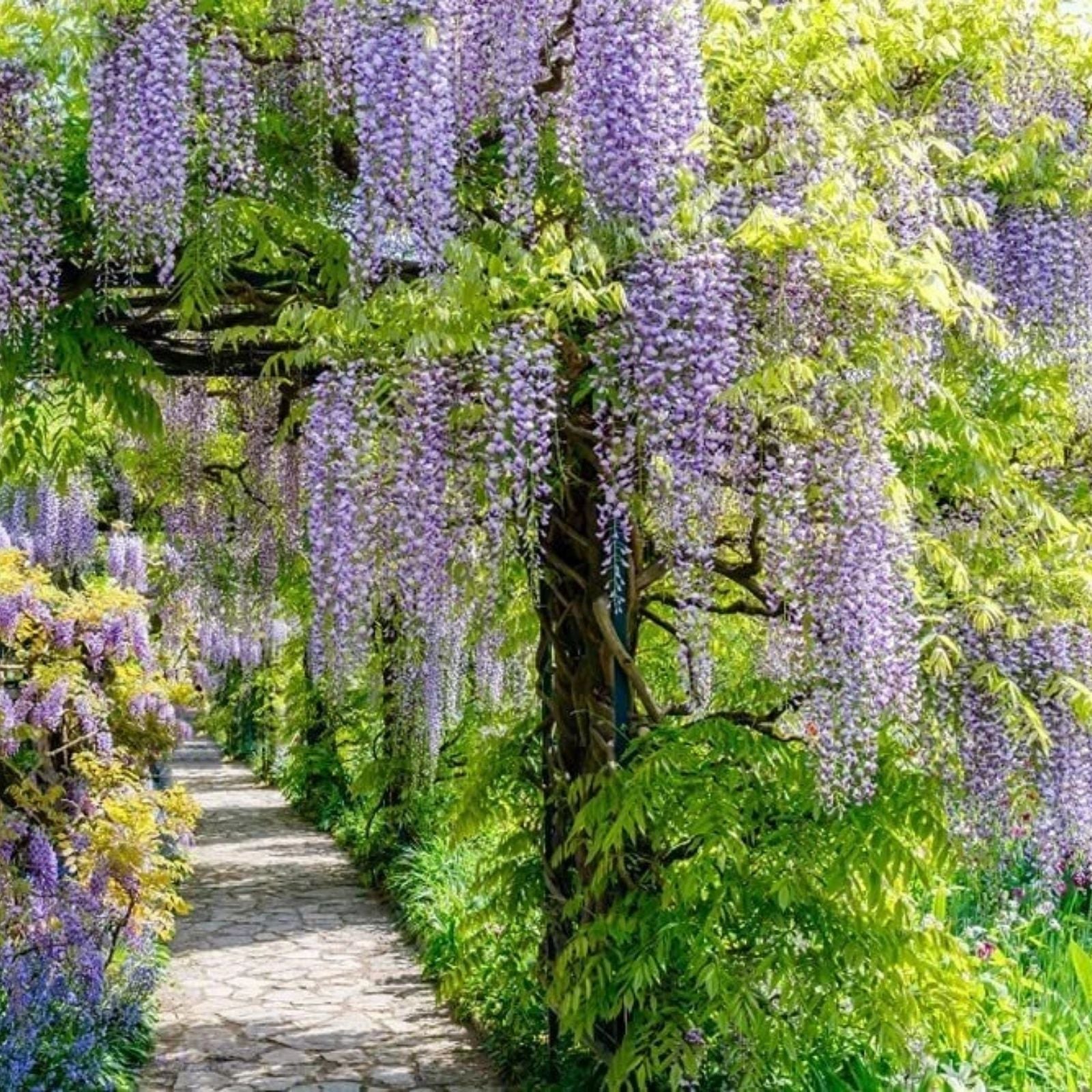 wisteria flower seeds Chinese Wisteria Vine Seeds - 10 Pack - Wisteria sinensis