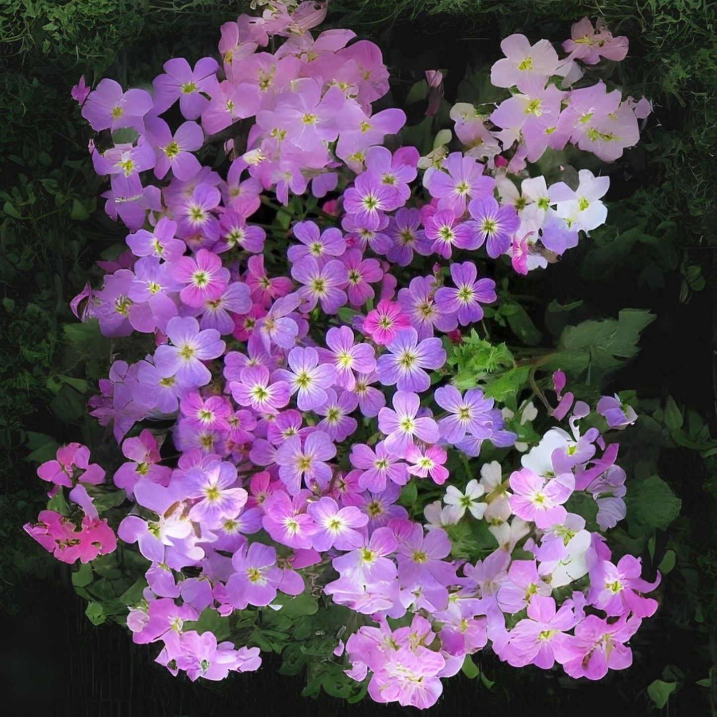 Virginia Stock Wildflower Seeds - 100 Pack - Colorful Blooms for Cut Flowers - Malcomia maritima