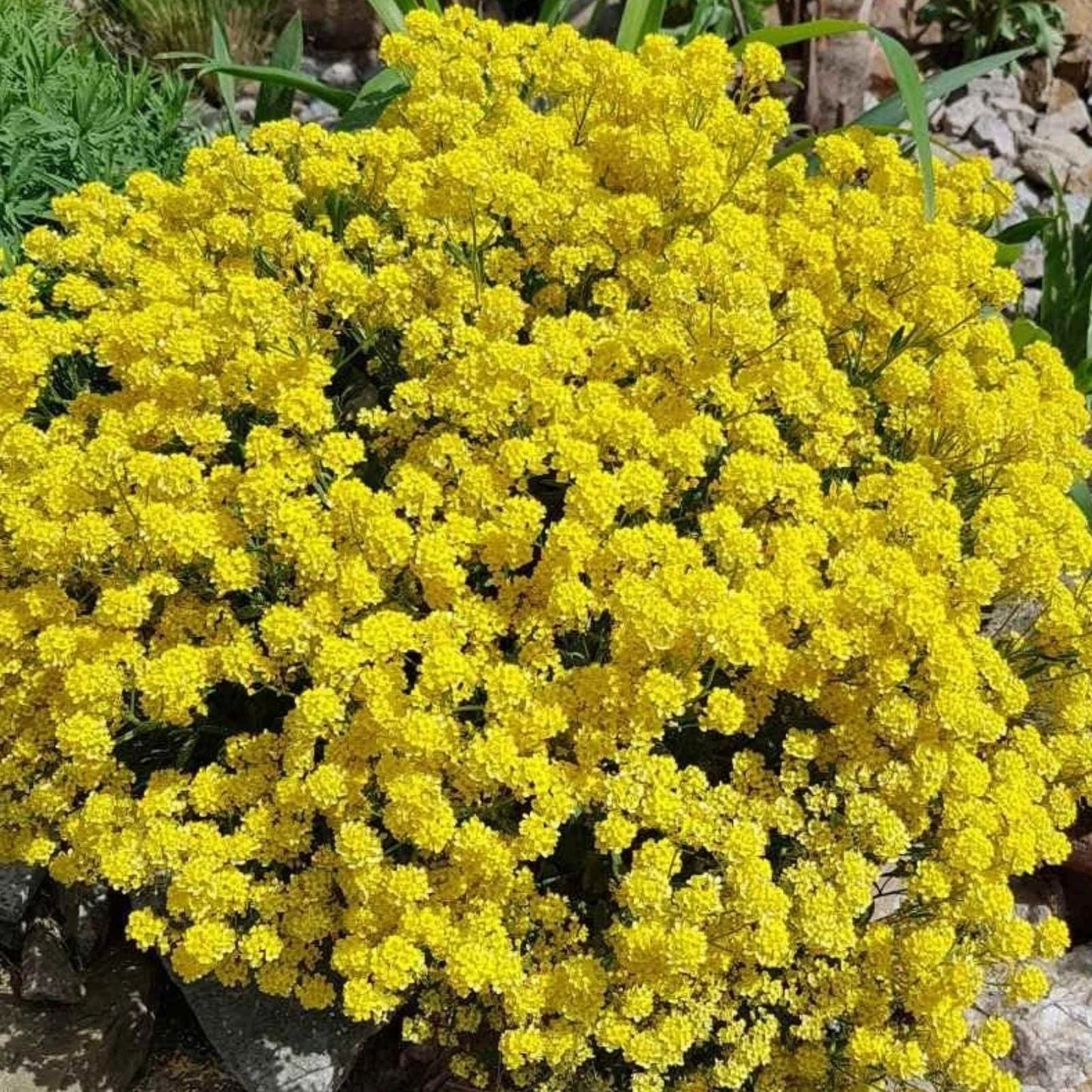 Yellow Acre Sedum Seeds (200 Seeds) - Stunning Yellow Groundcover, Sedum acre