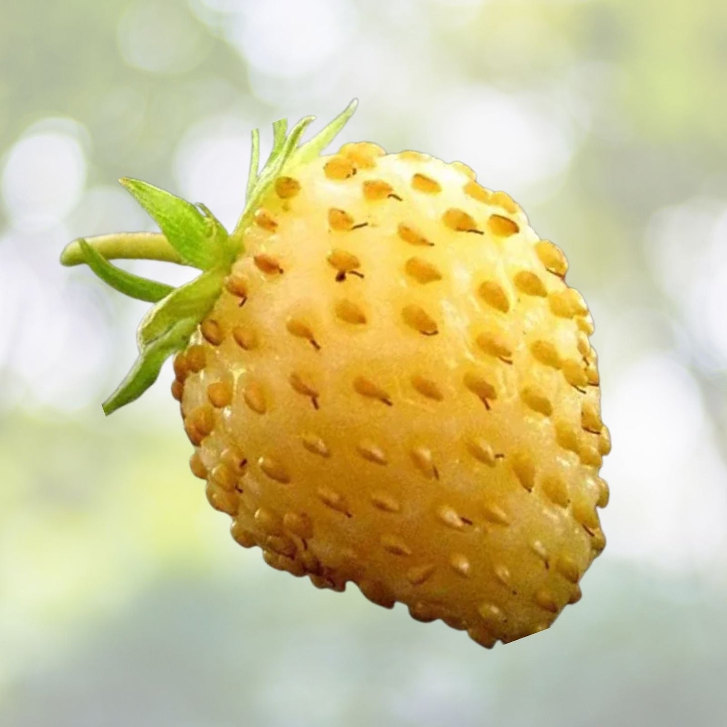 Yellow Wonder Strawberry Seeds (50 Seeds) - Non-GMO Fruit Seeds - Fragaria × ananassa