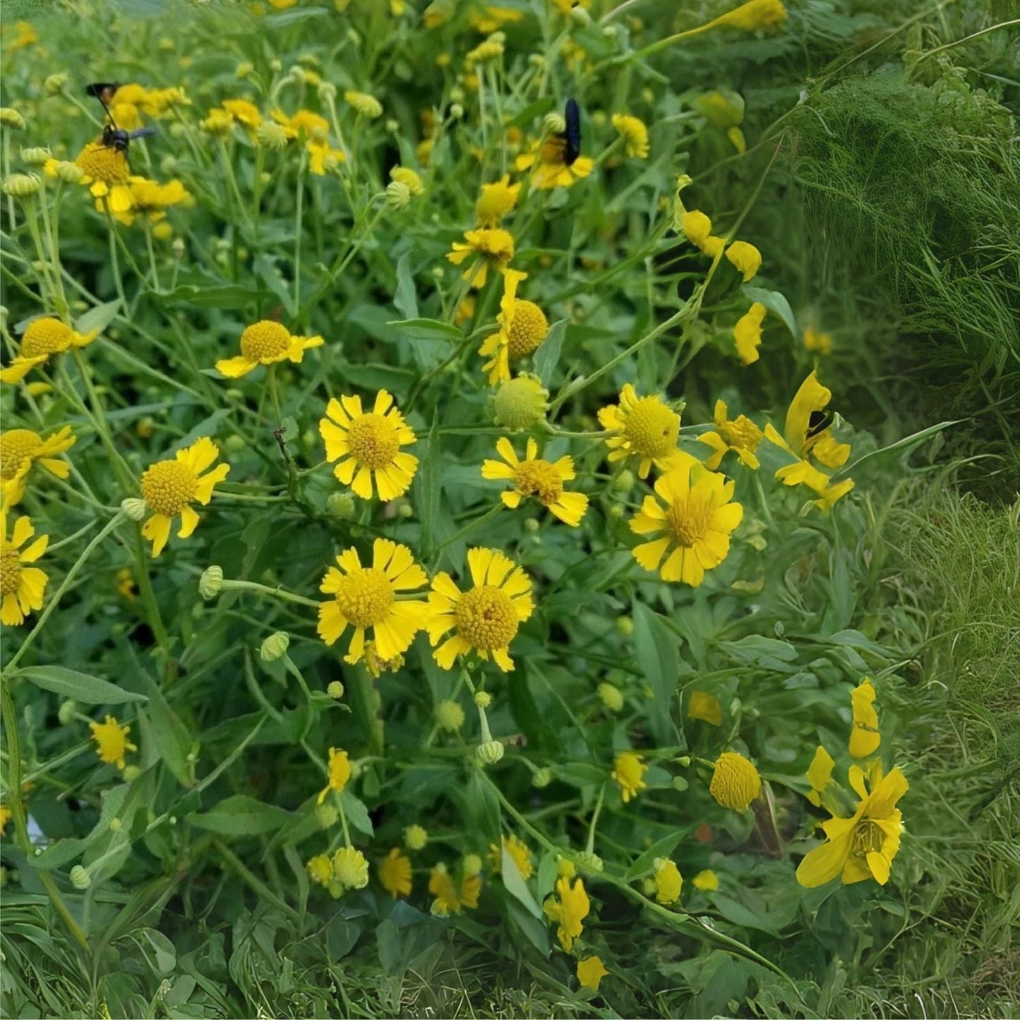 Wildflower Seed Mix - 200+ Seeds - Mellow Yellow Blend - Stunning All Yellow Variety - Ideal for Gardens and Meadows