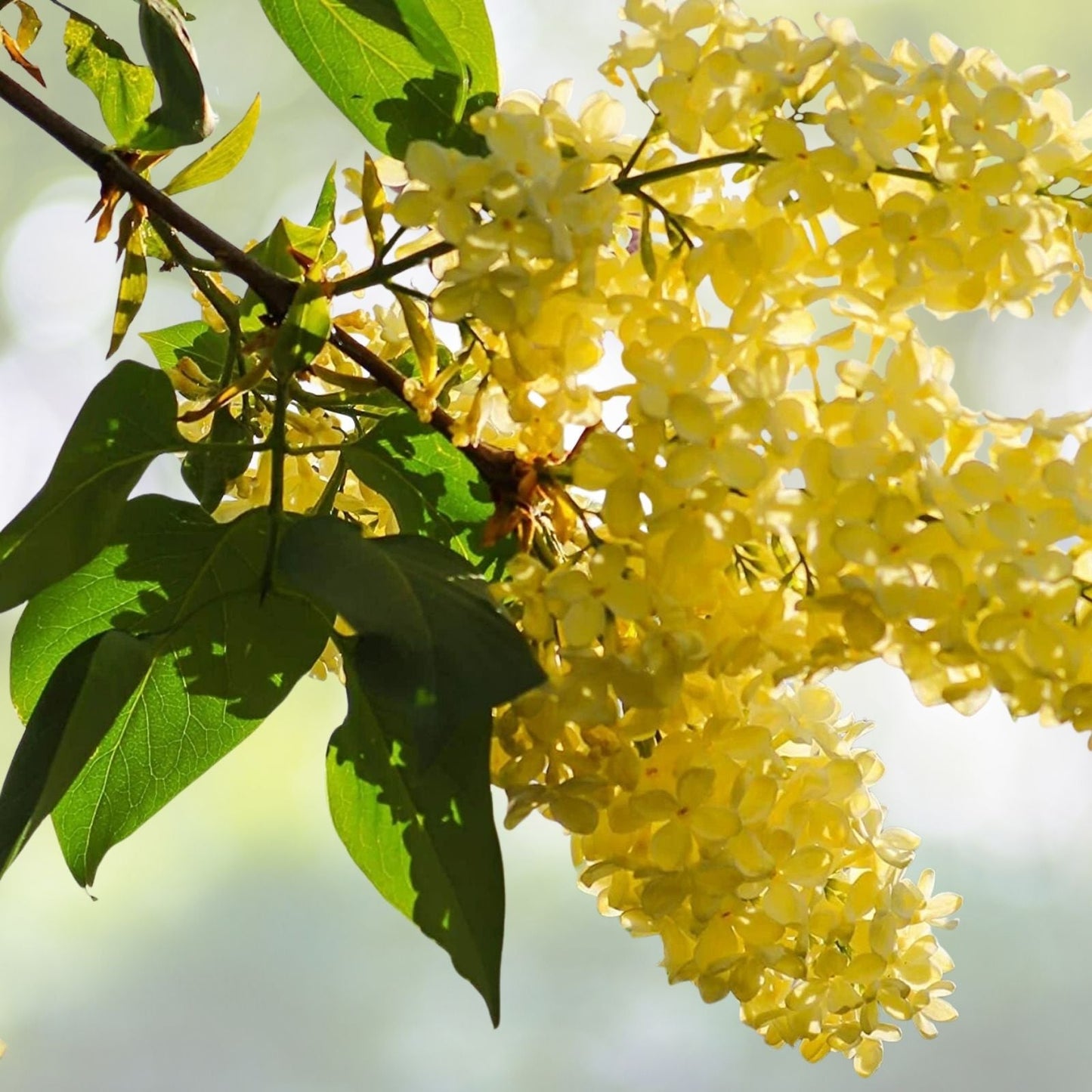 50 Yellow Lilac Seeds for Planting | Perfect for Bonsai or Landscaping | Syringa vulgaris