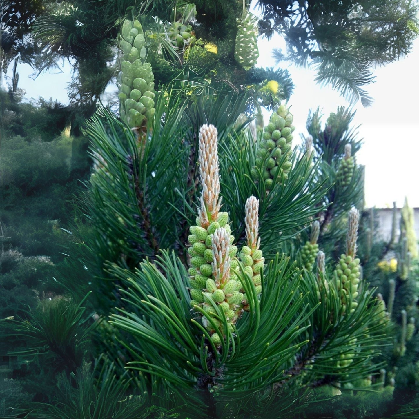 30 White Spruce Tree Seeds for Planting - Picea glauca - Premium Spruce Seeds for Home Gardens and Reforestation
