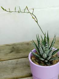 Discover the charming Haworthia Fasciata Zebra Plant potted, a beautiful compact succulent that adds a touch of nature’s artistry to any space. Known for its striking appearance, this plant features thick, dark green leaves adorned with white bumpy tubercles, creating the iconic "Zebra" look that makes it a standout among houseplants.