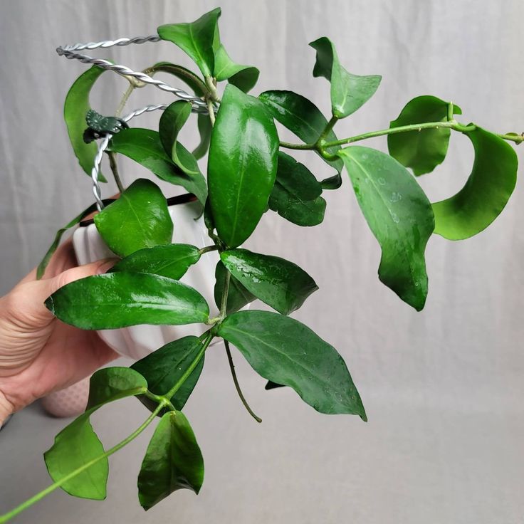 Hoya Cagayanensis is a stunning trailing species native to the Cagayan Valley in the Philippines, prized for its cascading growth habit and exceptional flowering display that brings tropical elegance to any space.