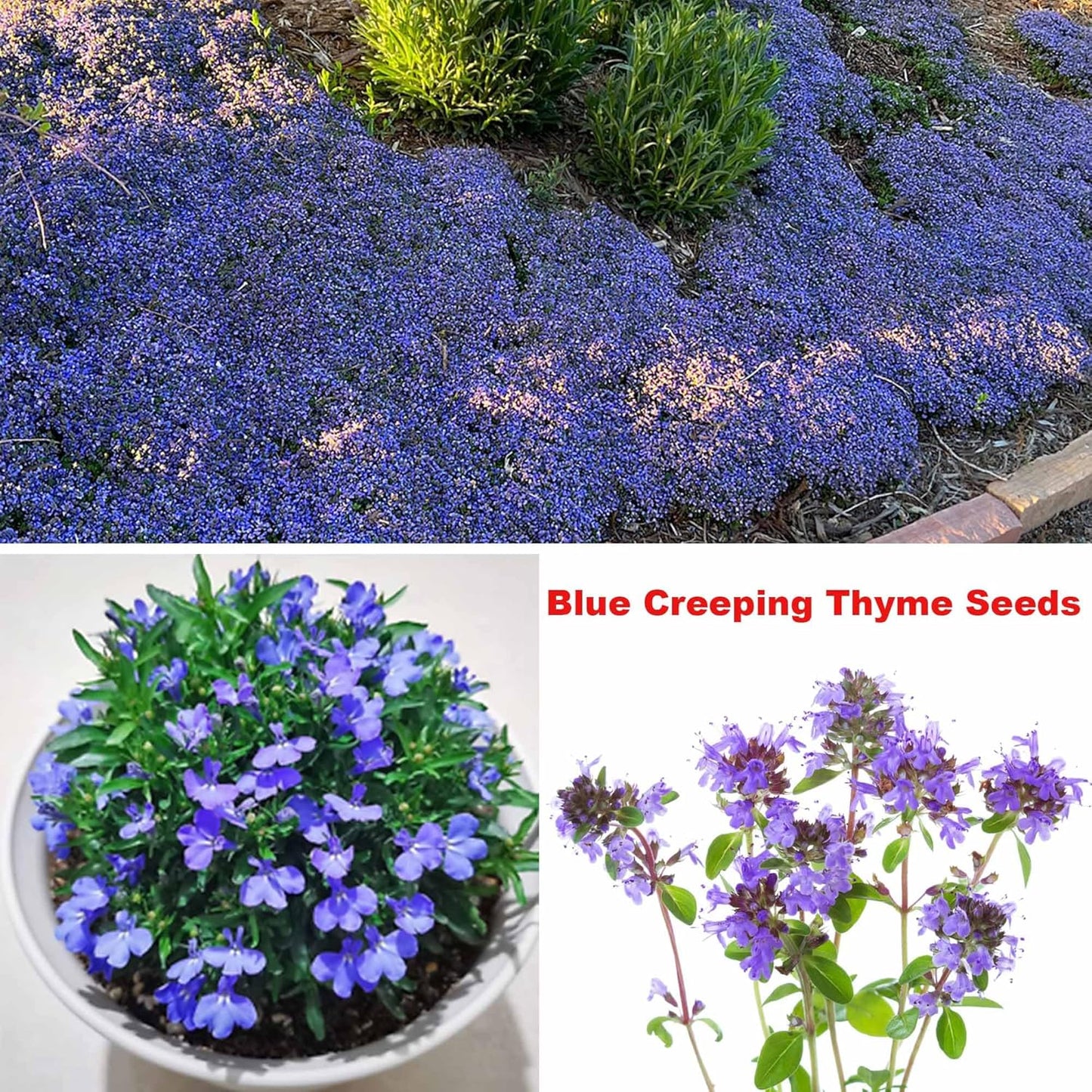 5 Types Of Seeds,Mix Creeping Thyme Seeds Ground Cover For Planting,Heirloom Non-GMO Thyme Purple, White, Red, Yellow Beautiful Perennial Flower