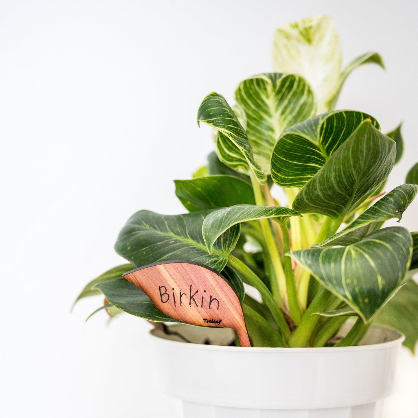 Folia - Wooden plant tags - Leaf-shaped plant labels