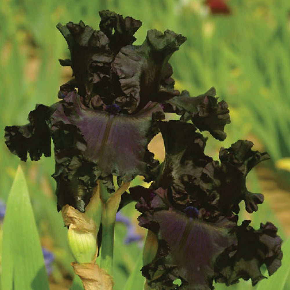 All Night Long Fragrant Iris Plant Potted
