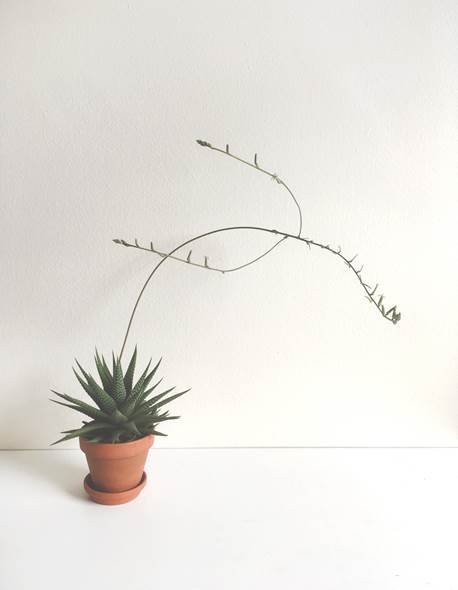 Discover the charming Haworthia Fasciata Zebra Plant potted, a beautiful compact succulent that adds a touch of nature’s artistry to any space. Known for its striking appearance, this plant features thick, dark green leaves adorned with white bumpy tubercles, creating the iconic "Zebra" look that makes it a standout among houseplants.