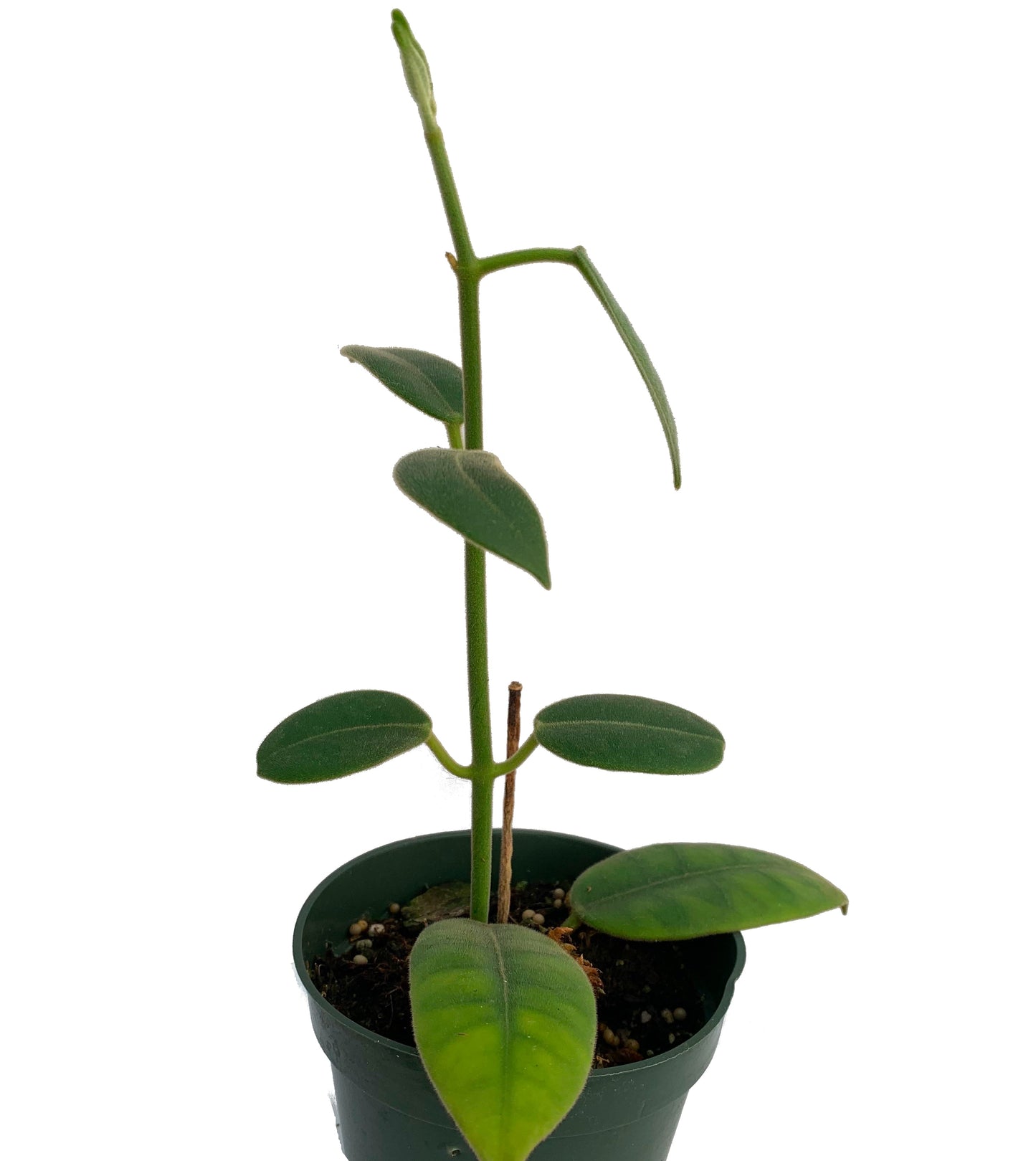 Hoya Coronaria potted. The glossy, heart-shaped leaves provide year-round beauty even when not flowering.