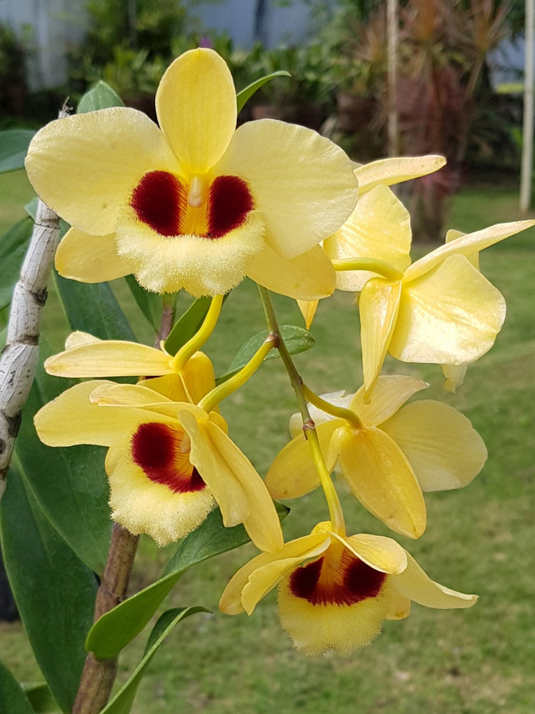 Dendrobium Gatton Sunray is an award-winning hybrid soft cane dendrobium. A cross between Dendrobium Pulchellum × Dendrobium Illustre, A primary hybrid that produces a brilliant display of flowers. This hybrid blooms in spring, with bright yellow flowers. 
 