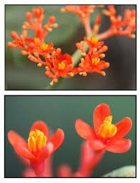 Buddha Belly Starter Plant - Butterfly Attracting - Summer lover