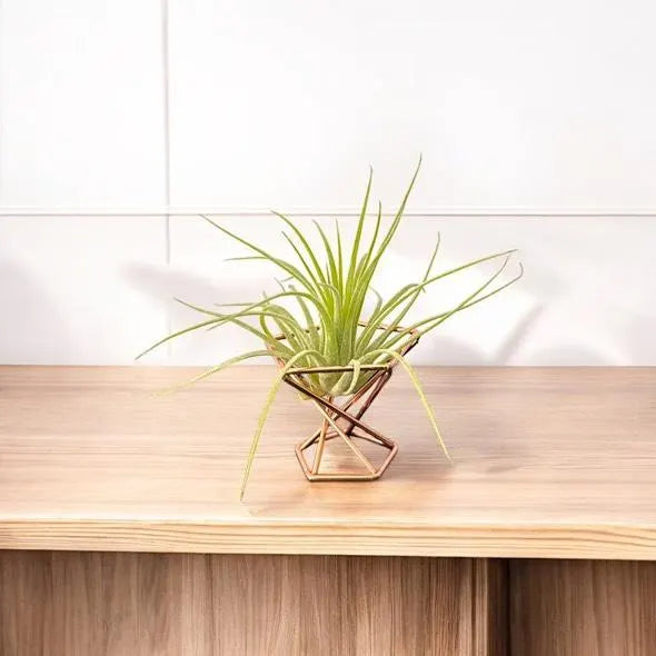 Mini Plant Stands – Small Metal Plant Holders for Indoor Planters – Boho, Rustic, Mid-Century Display Stands for Air Plants